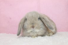 画像3: 【堺店】ホーランドロップ　女の子　クリーム　35000円(税込) (3)
