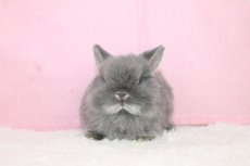 画像3: 【堺店】ネザーランドドワーフ　男の子　ブルーシルバーマーティン　45000円(税込) (3)