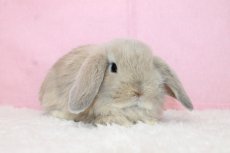 画像1: 【堺店】ホーランドロップ　女の子　クリーム　35000円(税込) (1)
