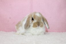 画像1: 【堺店】ホーランドロップ　女の子　ブロークンオレンジ　35000円(税込) (1)
