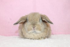画像3: 【堺店】ホーランドロップ　女の子　オレンジ　35000円(税込) (3)