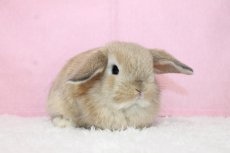 画像1: 【堺店】ホーランドロップ　女の子　オレンジ　35000円(税込) (1)