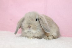 画像2: 【堺店】ホーランドロップ　女の子　クリーム　35000円(税込) (2)