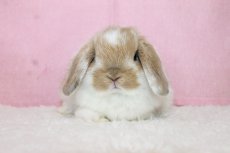 画像3: 【堺店】ホーランドロップ　女の子　ブロークンオレンジ　35000円(税込) (3)