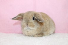 画像2: 【堺店】ホーランドロップ　女の子　オレンジ　35000円(税込) (2)