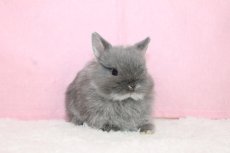 画像1: 【堺店】ネザーランドドワーフ　男の子　ブルーシルバーマーティン　45000円(税込) (1)