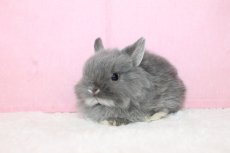 画像2: 【堺店】ネザーランドドワーフ　男の子　ブルーシルバーマーティン　45000円(税込) (2)