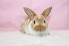 画像1: 【堺店】ミニレッキス　男の子　ブロークンレッド　(新しいお家が決まりました) (1)