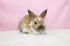 画像1: 【堺店】ミニレッキス　男の子　ブロークントート　35000円(税込) (1)