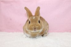 画像3: 【北大阪店】ミニレッキス　男の子　ブロークンレッド　35000円(税込) (3)