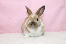 画像3: 【堺店】ミニレッキス　男の子　ブロークントート　35000円(税込) (3)