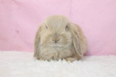 画像3: 【堺店】ホーランドロップ　男の子　クリーム　35000円(税込) (3)