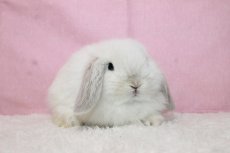 画像1: 【堺店】ホーランドロップ　男の子　フロスティ　35000円(税込) (1)