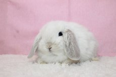 画像2: 【堺店】ホーランドロップ　男の子　フロスティ　35000円(税込) (2)