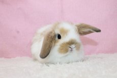 画像1: 【堺店】ホーランドロップ　女の子　ブロークンオレンジ　35000円(税込) (1)
