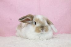 画像1: 【堺店】ホーランドロップ　男の子　ブロークンオレンジ　35000円(税込) (1)