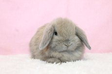 画像1: 【堺店】ホーランドロップ　女の子　ブルートート　35000円(税込) (1)
