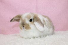 画像2: 【堺店】ホーランドロップ　男の子　ブロークンオレンジ　35000円(税込) (2)