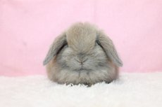 画像3: 【堺店】ホーランドロップ　女の子　ブルートート　35000円(税込) (3)