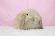 画像1: 【堺店】ホーランドロップ　男の子　クリーム　35000円(税込) (1)