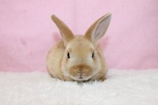 画像3: 【堺店】ミニレッキス　女の子　レッド　35000円(税込) (3)