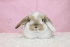 画像3: 【堺店】ホーランドロップ　男の子　ブロークンオレンジ　35000円(税込) (3)