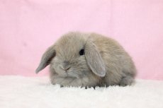 画像2: 【堺店】ホーランドロップ　女の子　ブルートート　35000円(税込) (2)