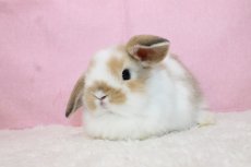 画像2: 【堺店】ホーランドロップ　女の子　ブロークンオレンジ　35000円(税込) (2)