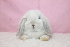 画像3: 【堺店】ホーランドロップ　男の子　フロスティ　35000円(税込) (3)