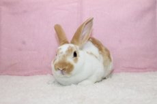 画像2: 【堺店】ミニレッキス　男の子　ブロークンレッド　35000円(税込) (2)