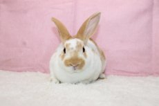 画像3: 【堺店】ミニレッキス　男の子　ブロークンレッド　35000円(税込) (3)