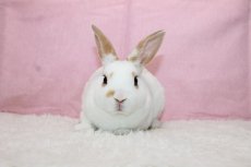 画像3: 【堺店】ミニレッキス　男の子　ブロークンレッド　35000円(税込) (3)
