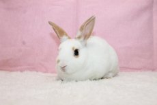 画像2: 【堺店】ミニレッキス　男の子　ブロークンレッド　35000円(税込) (2)