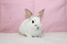 画像1: 【堺店】ミニレッキス　男の子　ブロークンレッド　35000円(税込) (1)