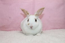 画像3: 【堺店】ミニレッキス　男の子　ブロークンレッド　35000円(税込) (3)