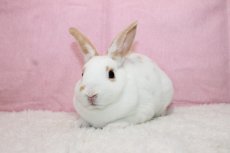 画像2: 【堺店】ミニレッキス　男の子　ブロークンレッド　35000円(税込) (2)