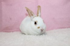 画像1: 【堺店】ミニレッキス　男の子　ブロークンレッド　35000円(税込) (1)