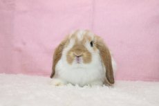 画像3: 【堺店】ホーランドロップ　女の子　ブロークンオレンジ　35000円(税込) (3)