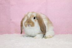 画像2: 【堺店】ホーランドロップ　女の子　ブロークンオレンジ　35000円(税込) (2)
