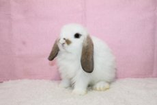 画像2: 【堺店】ホーランドロップ　女の子　ブロークントート　35000円(税込) (2)