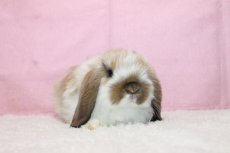 画像1: 【堺店】ホーランドロップ　女の子　ブロークントート　35000円(税込) (1)