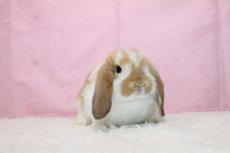 画像1: 【堺店】ホーランドロップ　女の子　ブロークンオレンジ　35000円(税込) (1)