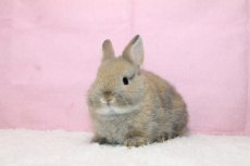 画像2: 【堺店】ネザーランドドワーフ　男の子　トートイズシェル　50000円(税込) (2)