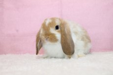 画像2: 【堺店】ホーランドロップ　女の子　ブロークンオレンジ　35000円(税込) (2)