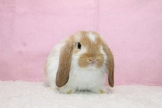 画像1: 【堺店】ホーランドロップ　女の子　ブロークンオレンジ　35000円(税込) (1)