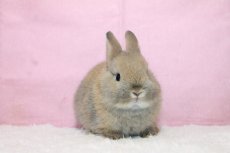 画像1: 【堺店】ネザーランドドワーフ　男の子　トートイズシェル　50000円(税込) (1)