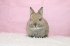 画像3: 【堺店】ネザーランドドワーフ　男の子　トートイズシェル　50000円(税込) (3)