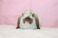 画像3: 【堺店】ホーランドロップ　女の子　ブロークントート　35000円(税込) (3)