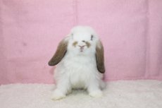 画像3: 【堺店】ホーランドロップ　女の子　ブロークントート　35000円(税込) (3)