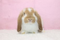 画像3: 【堺店】ホーランドロップ　女の子　ブロークンオレンジ　35000円(税込) (3)